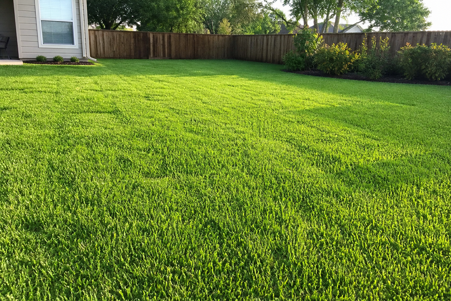 Installed green lawn after sod placement